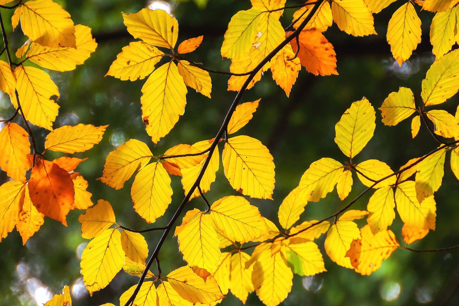 Des feuilles de hêtre jaunes et orangées traversées par la lumière
